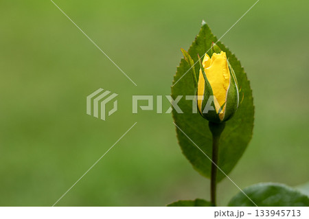 Yellow rose bud in close up with green leaf, set against a soft, natural green background 133945713