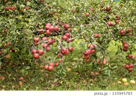 Apples on a lush tree in an orchard with ripe red fruit and green leaves 133945765