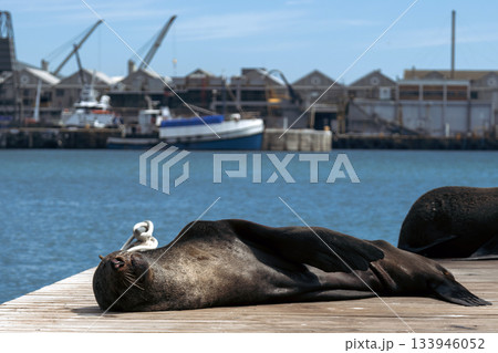 fur seal sleeping on the pier.  133946052
