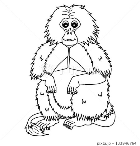 Gelada Monkey Isolated Coloring Page for Kids  133946764