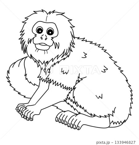 Golden Lion Tamarin Monkey Isolated Coloring Page  133946827