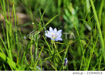【山の風景】福島県・燧ヶ岳登山・広沢田代の花・タテヤマリンドウ(立山竜胆) 【山の風景】福島県・燧ヶ岳登山・広沢田代の花・タテヤマリンドウ(立山竜胆) 133946918