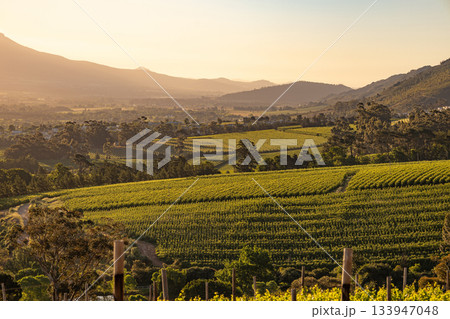 Vineyard landscape at sunset with mountains. Stellenbosch, South Africa. vine grapes rows. Wine farm.  133947048