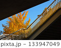 歩道橋とイチョウの木 133947049