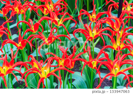 Beautiful red and yellow tulips Go Go Red with unusually narrow petals in a garden Beautiful red and yellow tulips Go Go Red with unusually narrow petals in a garden 133947063