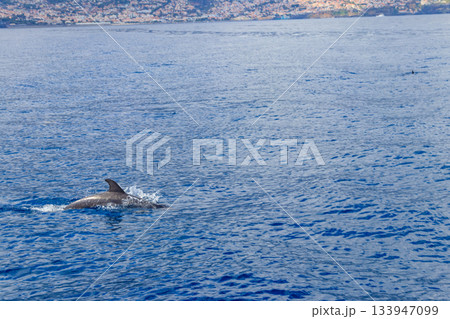 Atlantic spotted dolphin (Stenella frontalis), swimming in the Atlantic Ocean, Funchal, Madeira, Portugal 133947099
