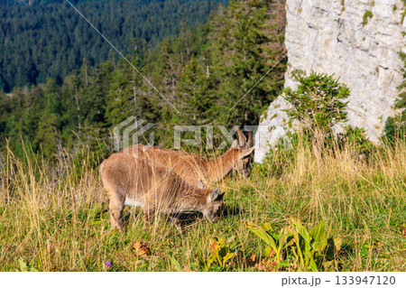 Alpine Ibex with baby (Capra ibex) in habitat at Creux du Van, Neuchatel canton, Switzerland 133947120