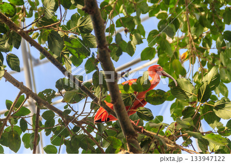 Scarlet ibis (Eudocimus ruber) on a tree 133947122