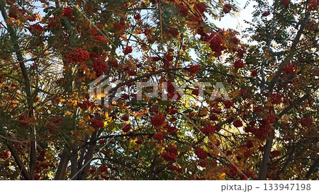 This stunning image depicts a serene forest of rowan trees, their branches laden with bright red berries. It captures the beauty of autumn and nature s vibrant colors in a peaceful setting. 133947198