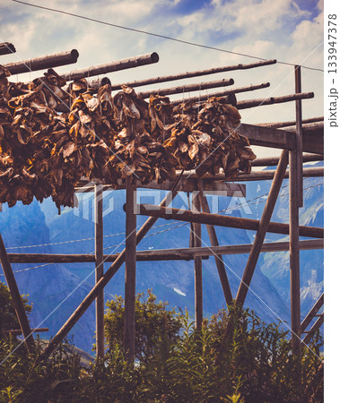 Cod stockfish drying on racks, Lofoten islands Norway 133947378