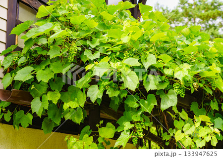 Green vine grapes on tree 133947625