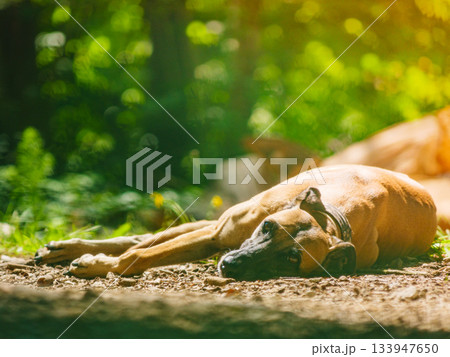 Dog greyhound is resting outdoors. Spanish galgo. 133947650