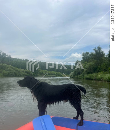 A wet black dog confidently stands on a raft, floating down a calm river. The water reflects the overcast sky, creating a peaceful atmosphere for pet and adventure enthusiasts. A wet black dog confidently stands on a raft, floating down a calm river. The water reflects the overcast sky, creating a peaceful atmosphere for pet and adventure enthusiasts. 133947857