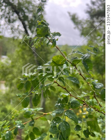 A serene park avenue lined with trees showcasing bare branches and a carpet of fallen leaves. This image captures the beauty of autumn, perfect for backgrounds and nature-themed projects. 133947863