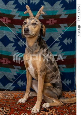 spotted dog in Christmas outfit, with small deer antlers on its head. Christmas ornament. spotted dog in Christmas outfit, with small deer antlers on its head. Christmas ornament. 133947891