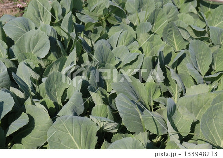 Cauliflower seedling on farm for harvest Cauliflower seedling on farm for harvest 133948213