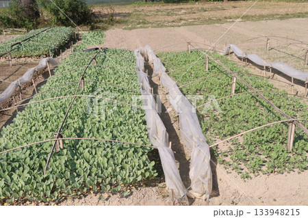 Cauliflower seedling on farm for harvest 133948215