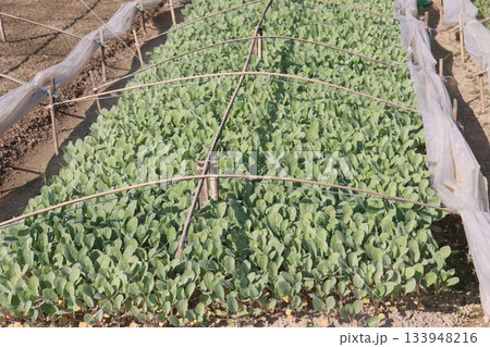 Cauliflower seedling on farm for harvest 133948216