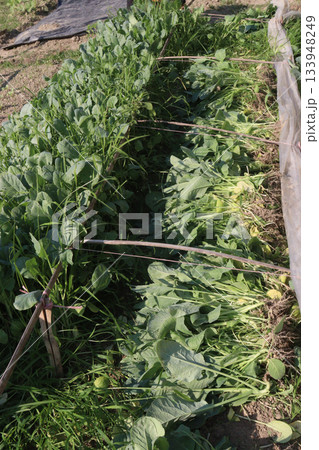 Cauliflower seedling on farm for harvest Cauliflower seedling on farm for harvest 133948249