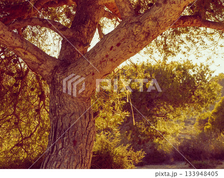 Big old pine tree on mediterranean coast Big old pine tree on mediterranean coast 133948405