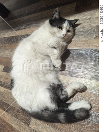 A cozy white and gray domestic cat rests on a wooden floor, its paws curled up. The soft fur and relaxed posture make it perfect for illustrating pet care and cozy home life. 133948499