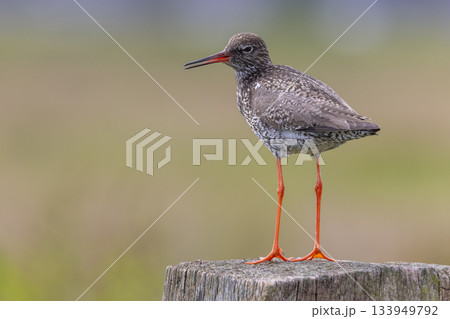 Redshank bird stands on a post at Eempolder in the Netherlands during daytime Redshank bird stands on a post at Eempolder in the Netherlands during daytime 133949792