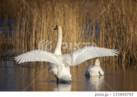 Mute swan stretching wings near water in Eempolder area of the Netherlands at dawn Mute swan stretching wings near water in Eempolder area of the Netherlands at dawn 133949793