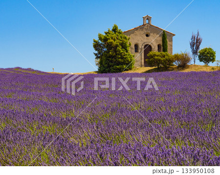 Lavender field and chapel at Entrevennes village, France 133950108