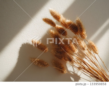 Lagurus dried grass shadows in warm natural light Lagurus dried grass shadows in warm natural light 133950858