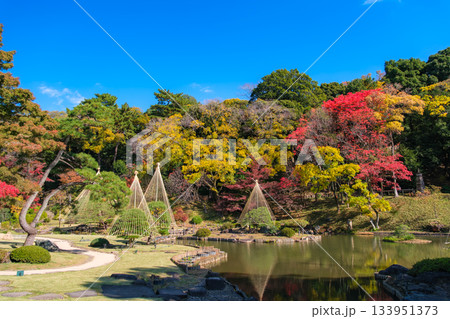 東京都文京区 紅葉の肥後細川庭園 東京都文京区 紅葉の肥後細川庭園 133951373