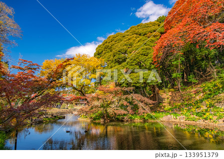 東京都文京区 紅葉の肥後細川庭園 東京都文京区 紅葉の肥後細川庭園 133951379