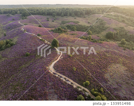 Heather in Bloom, Posbank National park Veluwe, Purple Pink Blooming heater in Posbank Rheden, Netherlands. Aerial Shot. Heather in Bloom, Posbank National park Veluwe, Purple Pink Blooming heater in Posbank Rheden, Netherlands. Aerial Shot. 133951498