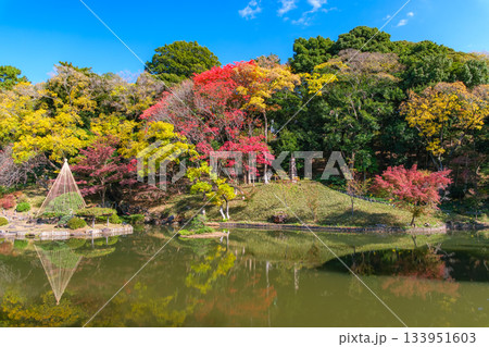 東京都文京区 紅葉の肥後細川庭園 東京都文京区 紅葉の肥後細川庭園 133951603