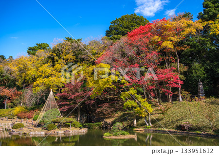 東京都文京区 紅葉の肥後細川庭園 133951612