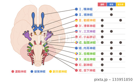 12脳神経の運動神経と感覚神経と副交感神経で色分けしたイラストの