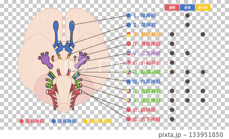 Illustration of the 12 cranial nerves, color-coded by motor, sensory, and parasympathetic nerves 133951850