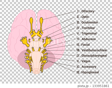 英文版十二對腦神經圖示（附名稱） 133951861