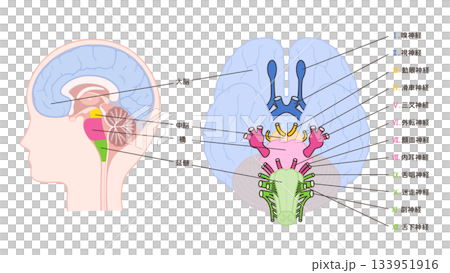 12脳神経と正中矢状断のイラスト_下から見た図は起始部が分かりやすいように中脳あり 12脳神経と正中矢状断のイラスト_下から見た図は起始部が分かりやすいように中脳あり 133951916
