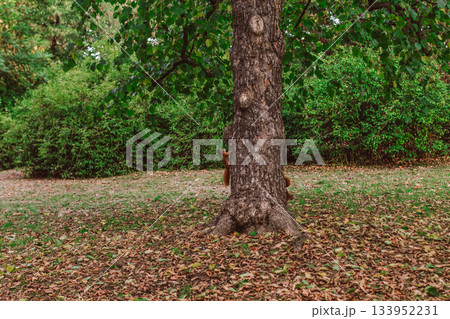 Red squirrel climbing a tree in a park during autumn 133952231