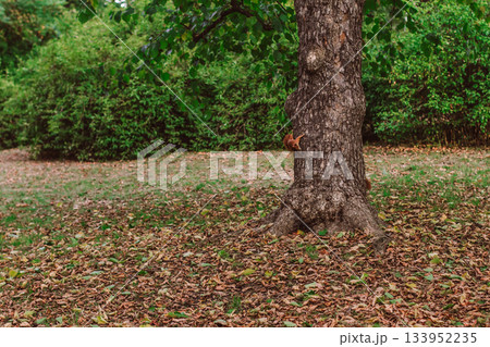 Red squirrel climbing a tree in autumn park Red squirrel climbing a tree in autumn park 133952235
