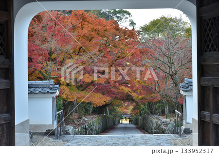 興聖寺 山門から眺める琴坂のモミジ(京都府宇治市) 興聖寺 山門から眺める琴坂のモミジ(京都府宇治市) 133952317