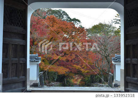 興聖寺　山門から眺める琴坂のモミジ(京都府宇治市) 133952318