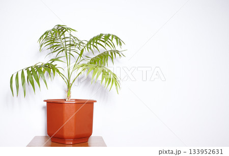 Decorative Areca palm near white wall. Green plants fot home. Eco Life. Freshening of the air. Indoor gardening. 133952631