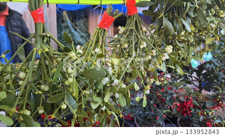Festive christmas market mistletoe display for holiday decor. Christmas market. Viscum album. Traditional Christmas decor. A bouquet of mistletoe for good luck in Spain 133952843