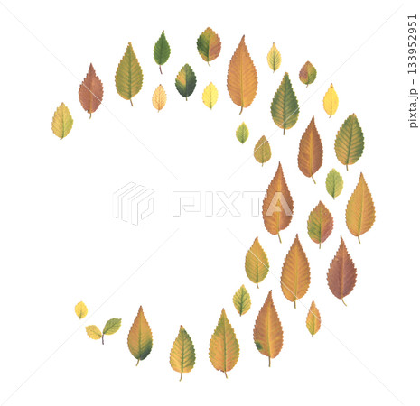 Multicolored autumn elm leaves arranged in a delicate crescent formation on a white background. Natural botanical herbarium element for seasonal design, eco projects and nature inspired compositions. 133952951