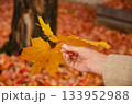 Golden Maple Leaves Held in Hand During Autumn Season Golden Maple Leaves Held in Hand During Autumn Season 133952988