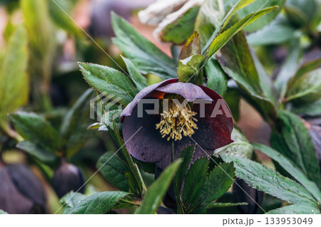 helleborus orientalis in purple macro helleborus orientalis in purple macro 133953049