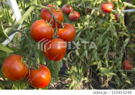 Fresh red organic tomatoes on the vine in garden 133953248