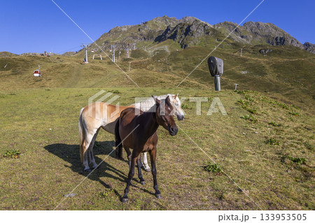 Horses at Grasjoch bergstation in Sankt Gallenkirch during a sunny day in the Montafon region of Vorarlberg, Austria Horses at Grasjoch bergstation in Sankt Gallenkirch during a sunny day in the Montafon region of Vorarlberg, Austria 133953505