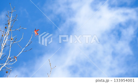 アメリカフウ 133954001